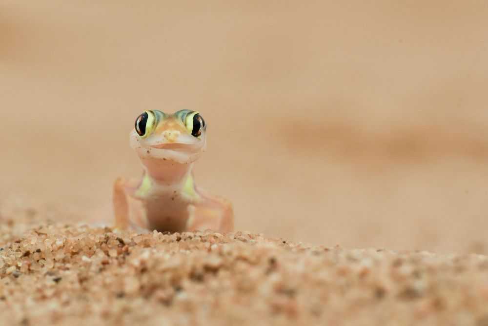 decouvrir links decouvrir image