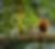 Costa Rica- voyages ornithologiques