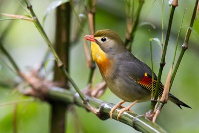 Léiothrix jaune_Frédéric Pelsy La Chine en hiver - spécialités ornithologiques