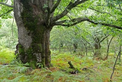 Espagne - Voyage ornithologique