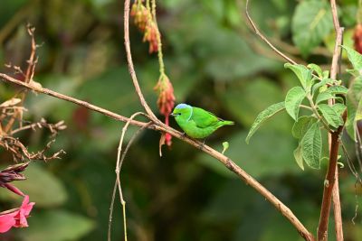 Costa Rica- Voyage ornithologique