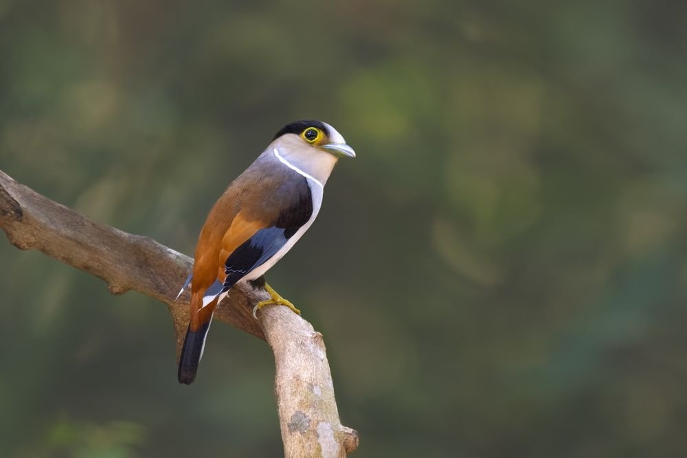 Vietnam - Nouveauté