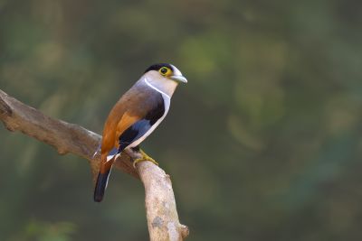 Vietnam - Nouveauté