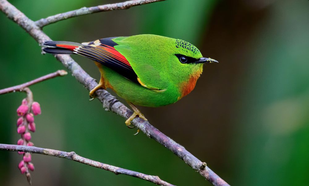 Inde orientale – Une grande aventure naturaliste