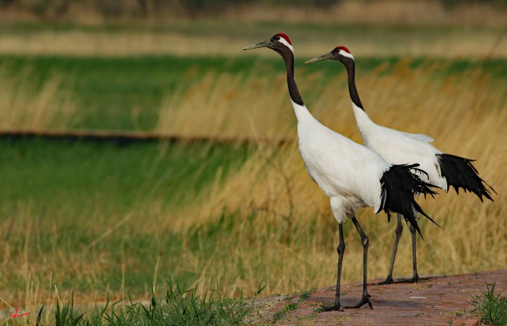 Grue du Japon_Qisheng Huo La Chine en hiver - spécialités ornithologiques
