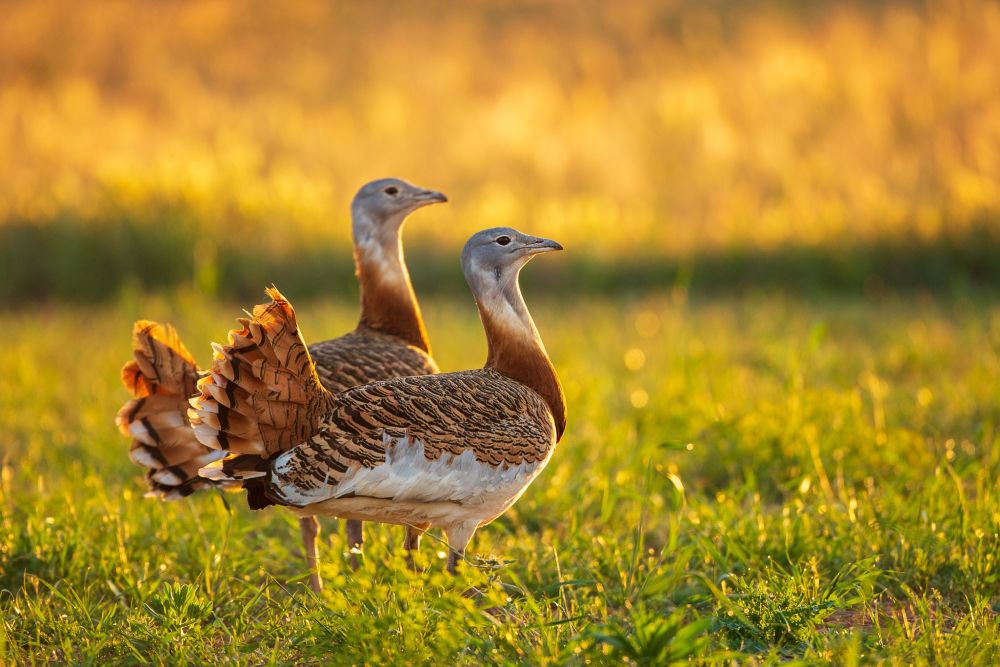 Espagne - Voyage ornithologique