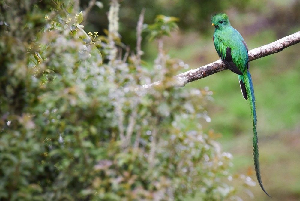 Costa Rica - Voyage ornithologique