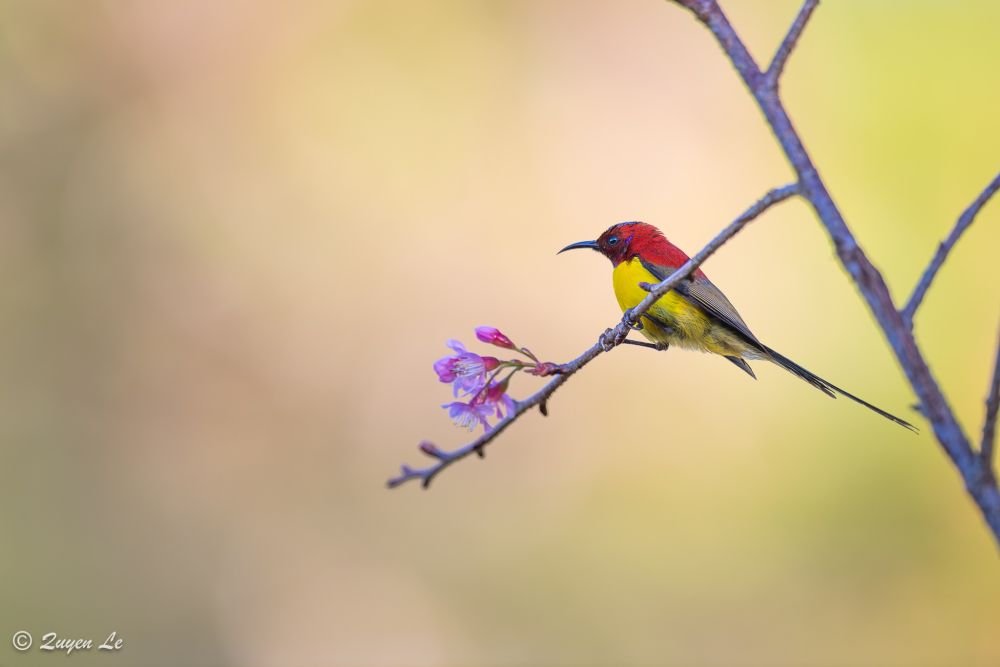 Vietnam - Voyage ornithologique