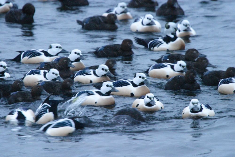 Eider de Steller Bert Rähni