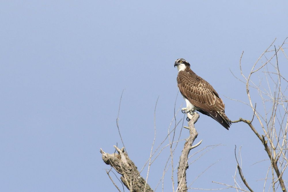 Oiseaux migrateurs de Roumanie : Dobroudja du Nord, Danube et Mer Noire