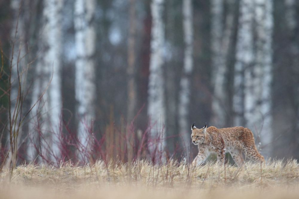 Lynx boréal et spécialités ornithologiques de la Baltique