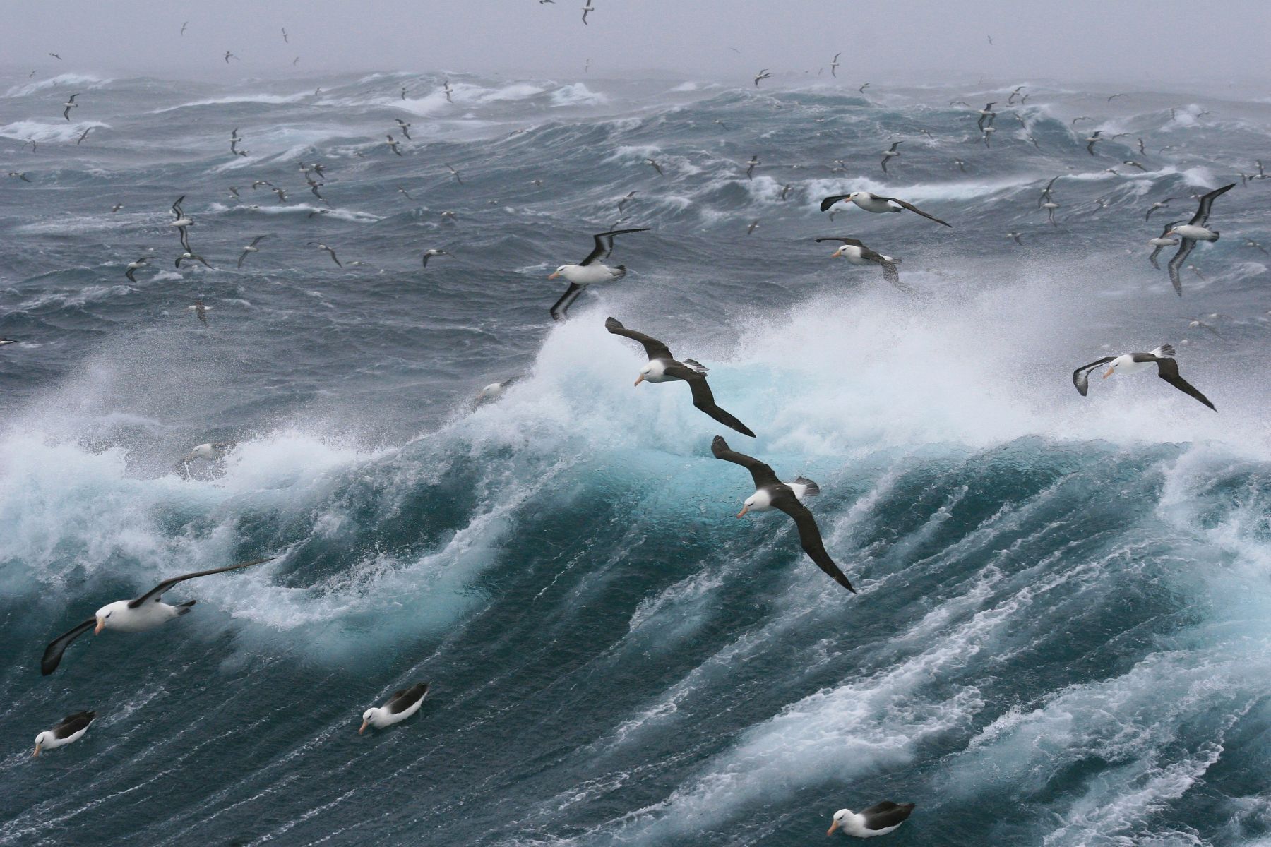 photo couverture Ornithologie