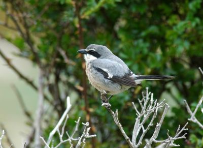 Pie-grièche méridionale