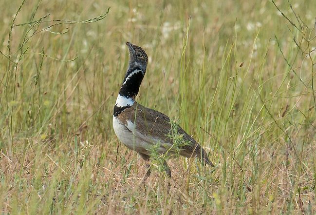 Séjour nature France - LPO Ornithologie initiation - Alpilles et Crau Hiver - Outarde - Alain Hugues
