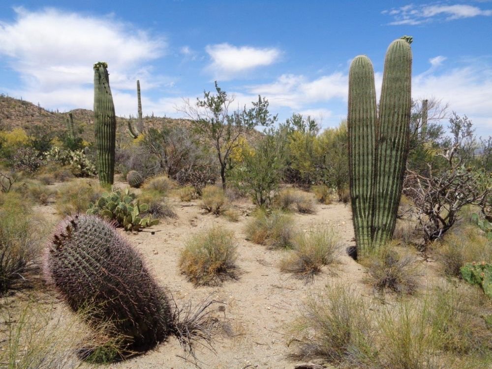 West saguaros National Park