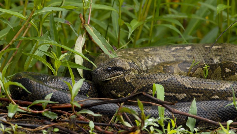 serpents madagascar