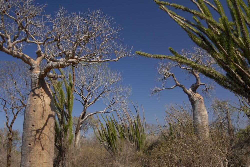 desert epineux madagascar