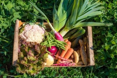 Panier de légumes Bio de la vallée du Champsaur - Haues-Alpes