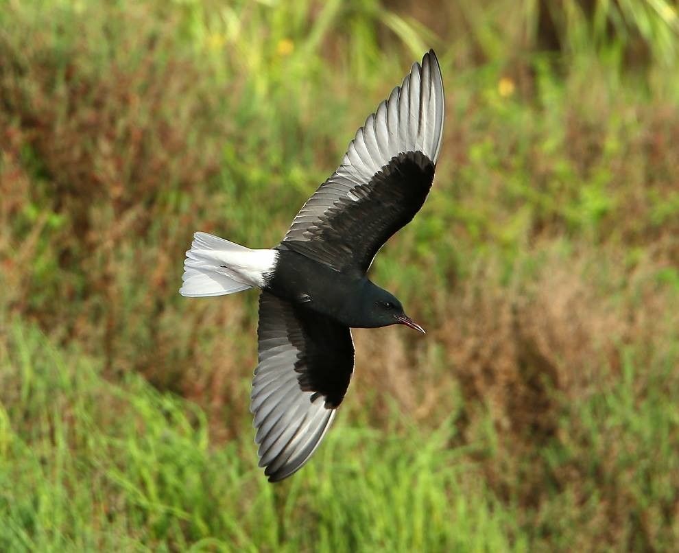 Guifette leucoptère