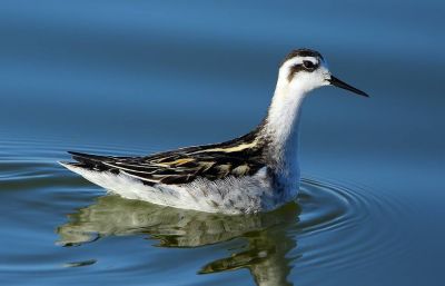 Phalarope à bec étroit juvénile