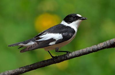 Gobemouche à collier
