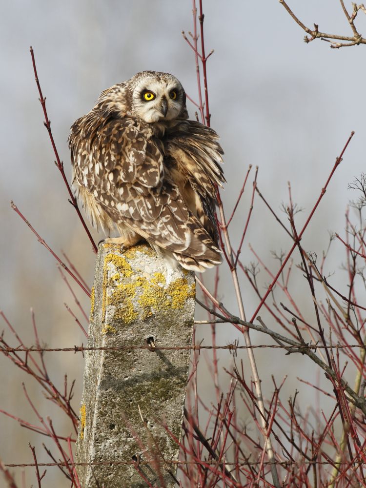 Hibou des marais