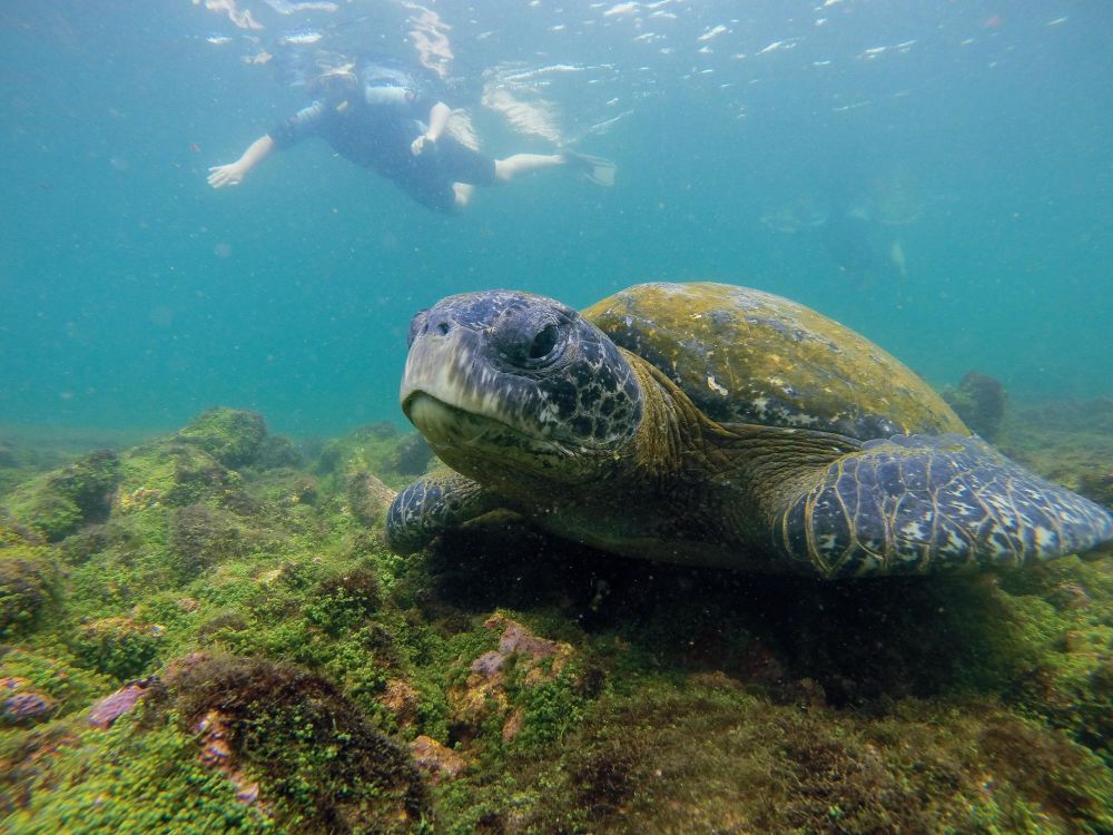 Rencontre avec une tortue verte lors d'un snorkeling aux Galapagos
