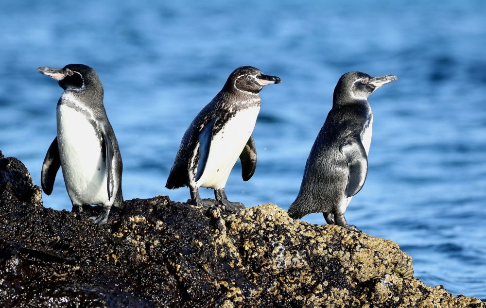 Manchots des Galapagos