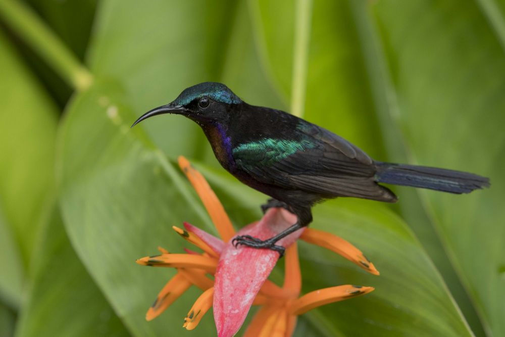 Souimanga de Macklot