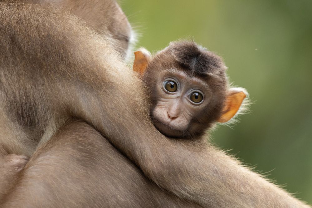 Macaque à queue de cochon