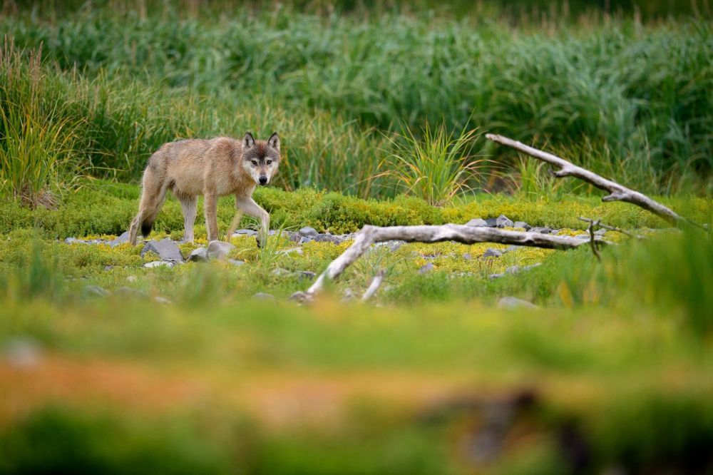 Photo voyage Alaska 10