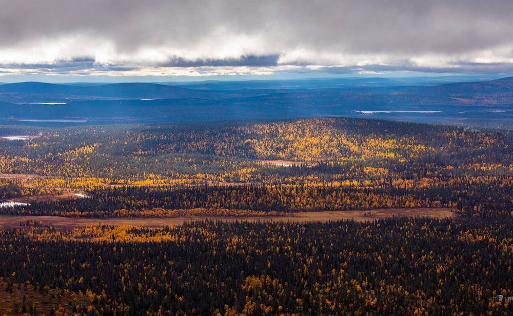 Vue sur la taïga depuis un petit sommet en Laponie finlandaise