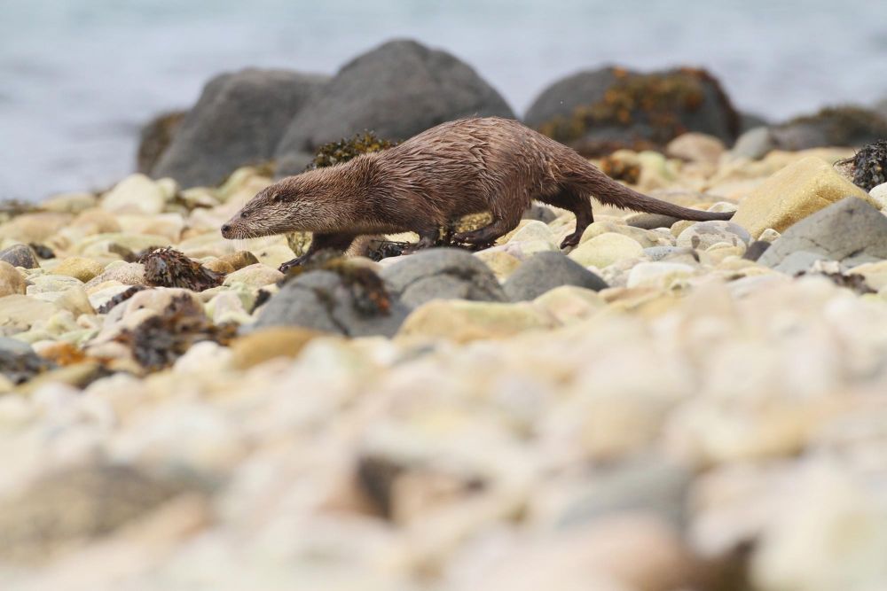 Loutre d'Europe