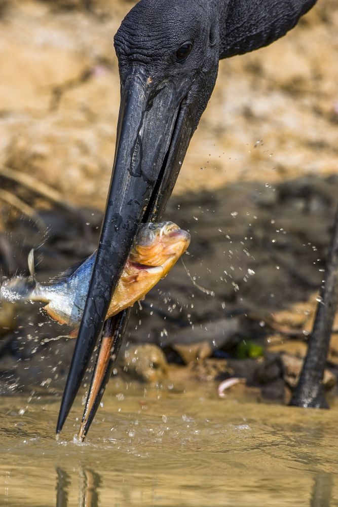 Jabiru pêchant