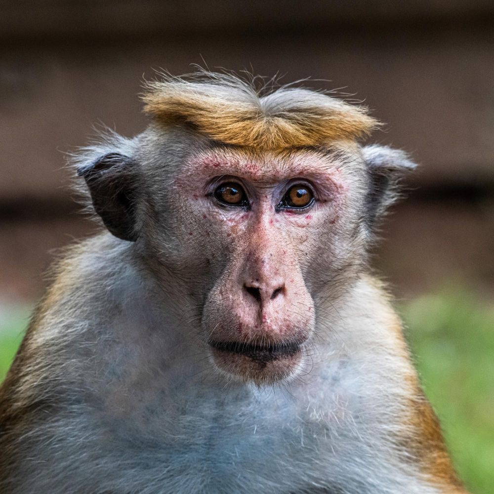 Macaque à toque