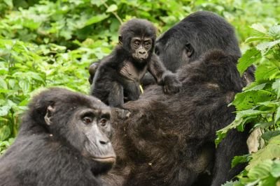 Photo voyage Ouganda 1