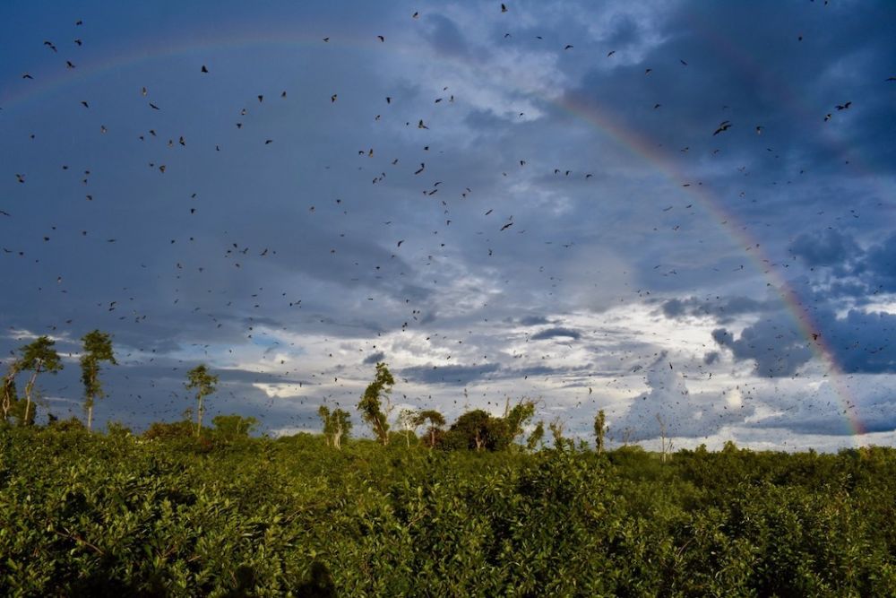 Migration des roussettes- Kasanka