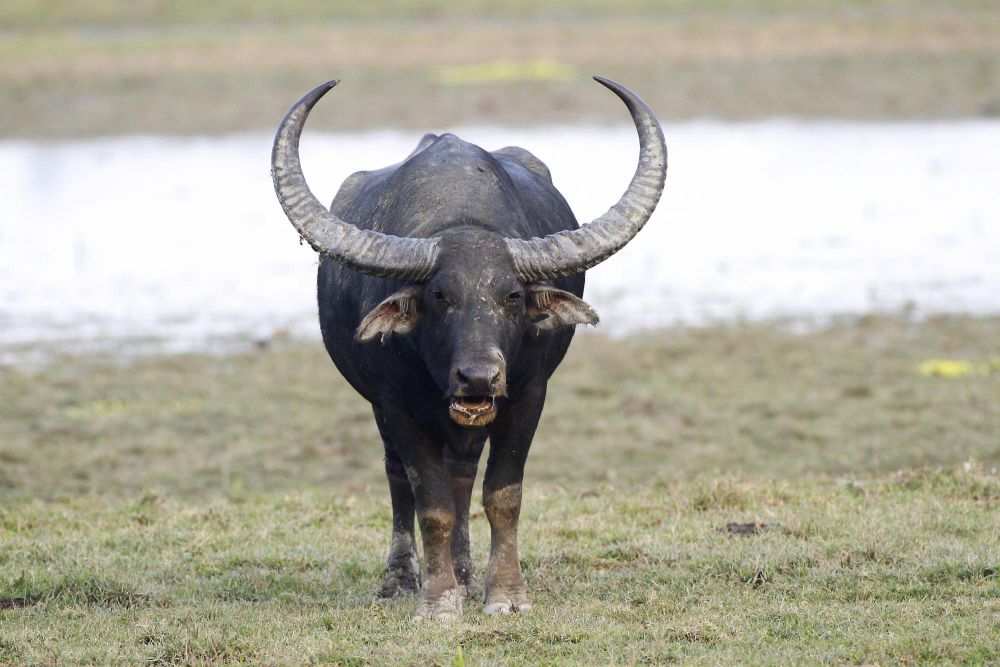 Buffle d'eau - Kaziranga