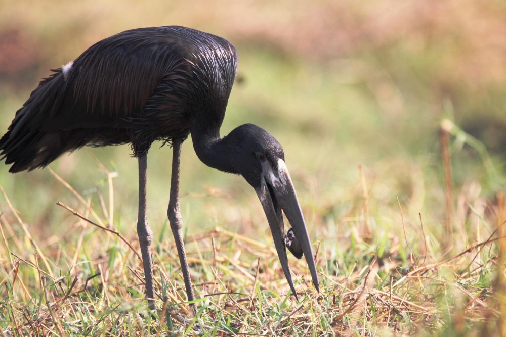 Photo voyage Namibie 14