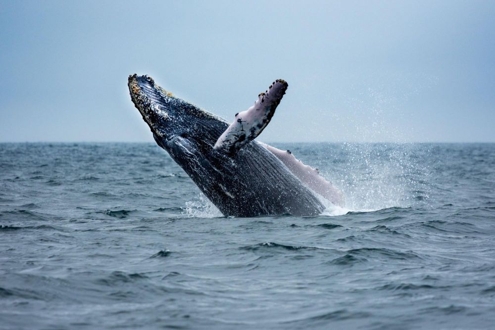 Saut de baleine à bosses autour de l'île de la Plata