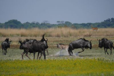 Migration des gnous de Liua plains