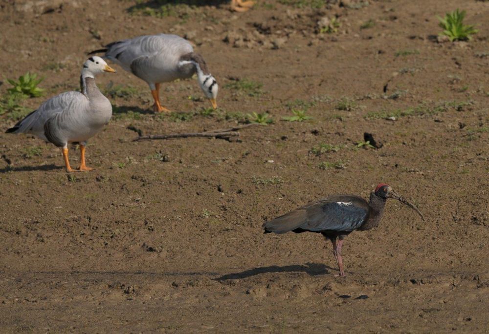 Photo voyage Inde 17