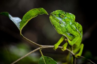 Caméléon d'Oustalet femelle, ouest malgache