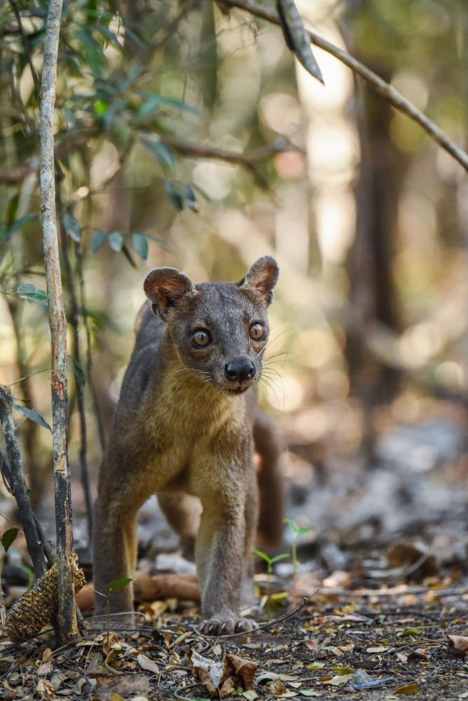 Fossa, observation du grand prédateur malgache dans la forêt de Kirindy