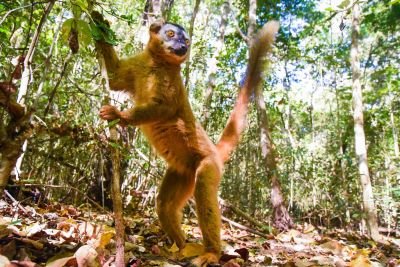 Lémur couronné, Kirindy