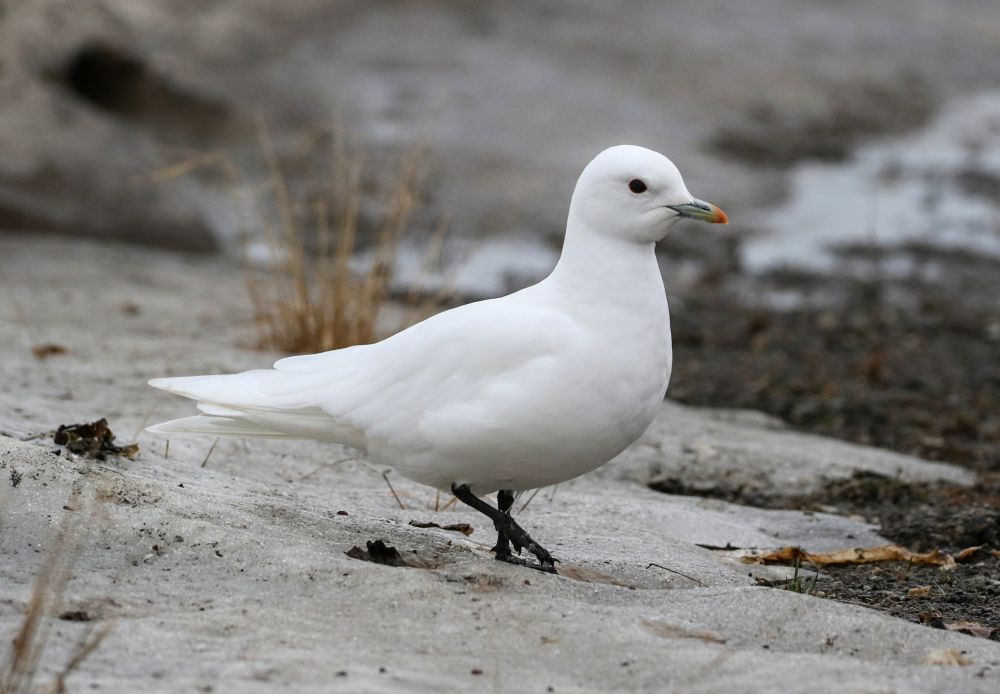 Mouette blanche