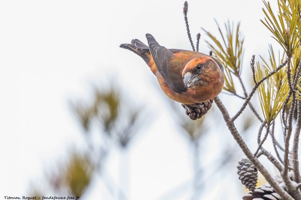Bec croisé des sapins