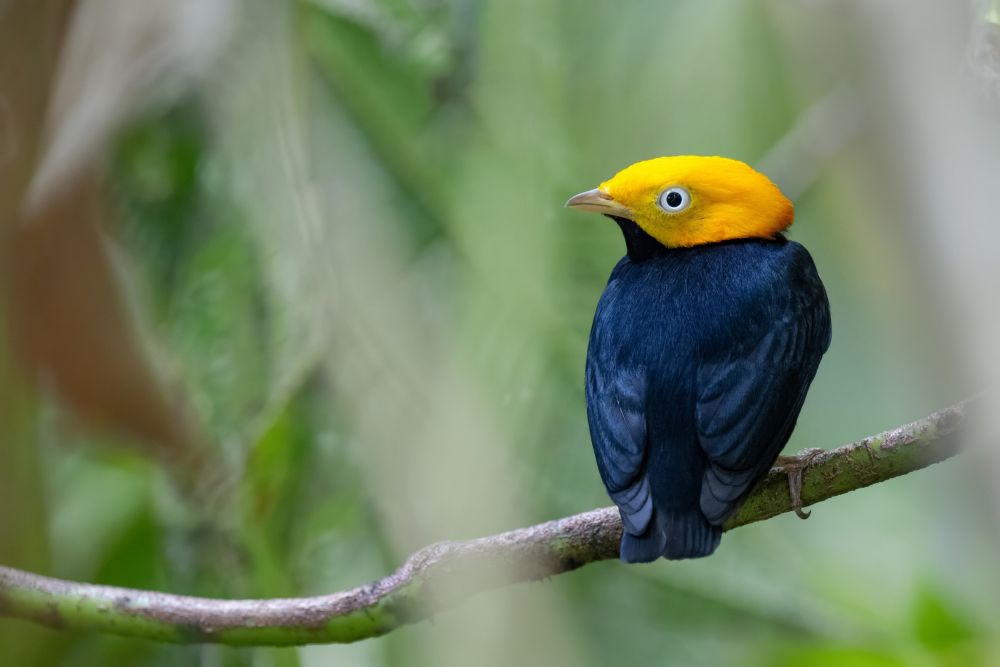 Manakin à tête d'or