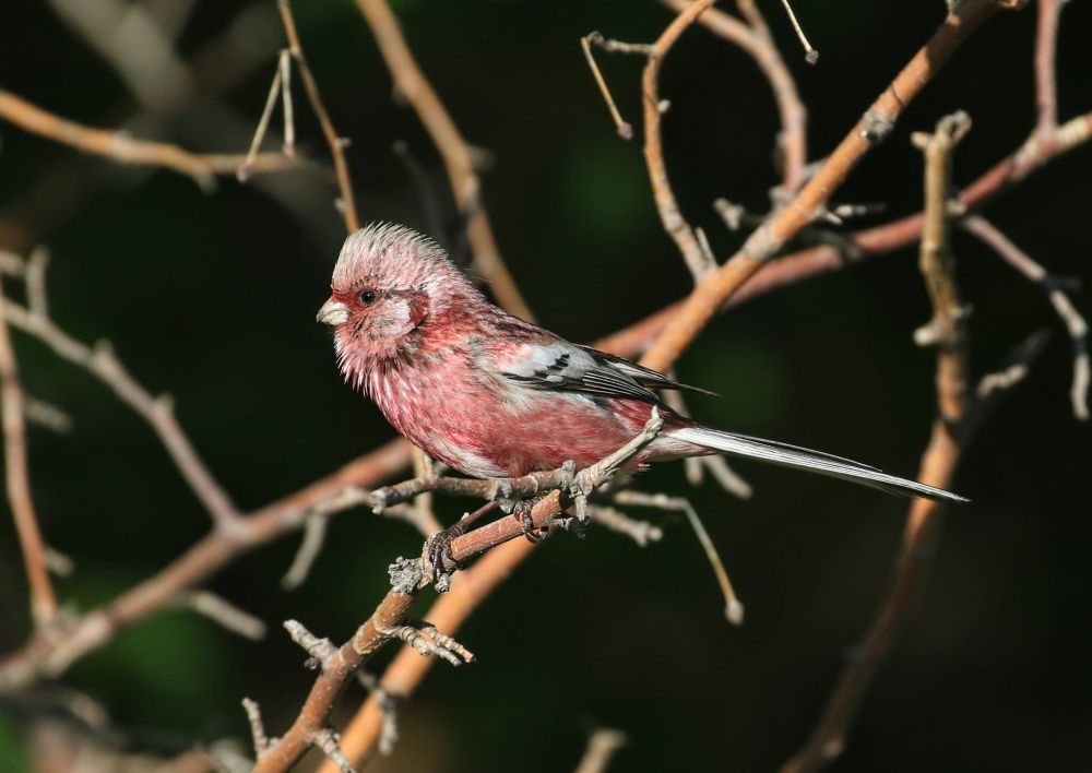 Roselin à longue queue