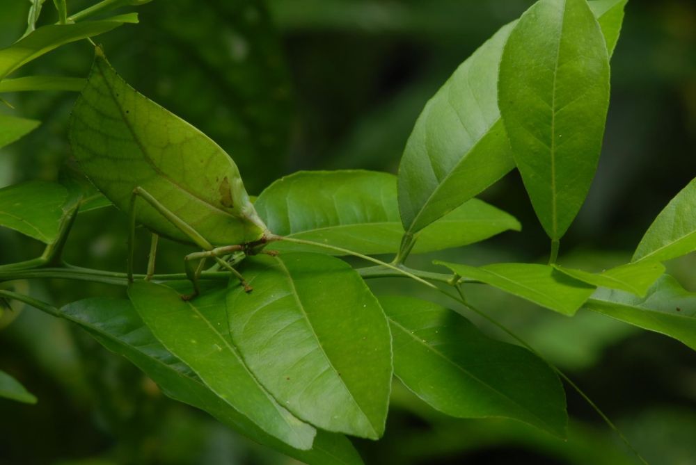 Sauterelle-feuille, ou comment jouer à cache-cache en Amazonie